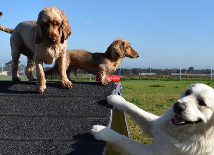 Why does every community needs a dog park?